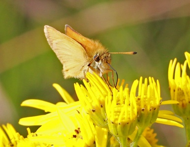 Essex Skipper (Thymelicus lineola) Alan Prowse
